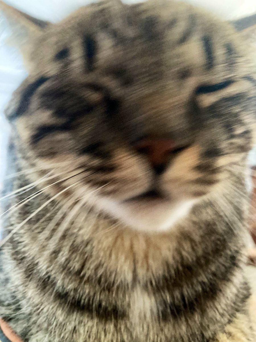 MiyaHakuyo's tweet photo. ぶれてもかわいい🐈 https://t.co/UyTv0OzlLD