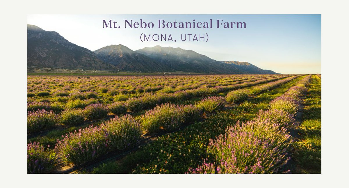 diannedave2's tweet photo. We use Young Living Essential Oils as therapeutic, as hormonal enhancements, as pick-me-ups, as emotional balancers, as food flavoring and as outstanding smells for deep brain easements. LAVENDER oil is good for our lives, body and soul. #LavenderOil #YoungLiving
YOU can improve your own life by joining in with our iconic lavender farm that uses sheep to weed the crops, collects and preserves seeds to ensure the health of the next generation of lavender, and acts as a waystation for monarch butterflies.
I recommend to all people this way of life. Join me here: https://t.co/czB2tx8Y5k