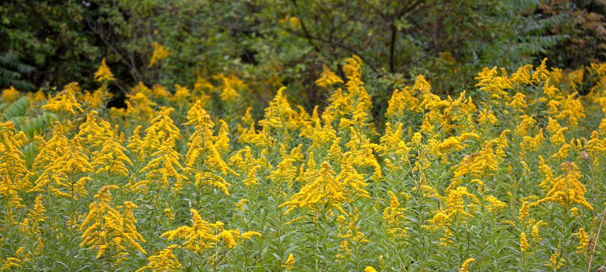 AlienNextDoor's tweet photo. When plants communicate ... #goldenrod #sage #plantstudies #plant #communication https://t.co/YCAXaS1AXv https://t.co/iXE0dpe2iZ