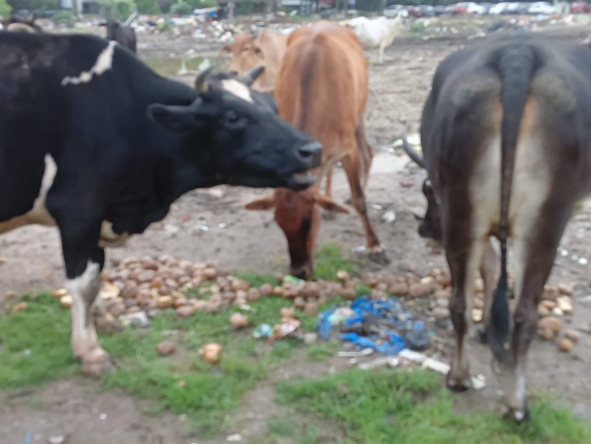 NehaChandrimb's tweet photo. Reminder: Stray cattle continue to remain inside/around our residential area, creating serious hygiene and safety concerns for residents. We request @CeoNoida @narendramodi @StrayCattle @noida_authority kindly take necessary action and provide an update on the complaint. https://t.co/oer1uNfMbp