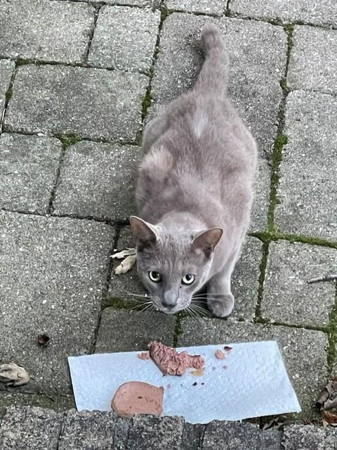 PetfindToronto's tweet photo. #MOUNTPLEASANT #STCLAIR Pls RT2unite #FOUND #CAT- 25-Sep-26 #Toronto Animal Services A1046377 #PUBLIC L&F 416-338-7297 GREY DSH Unknown ?Age https://t.co/qWUcLDO8YJ