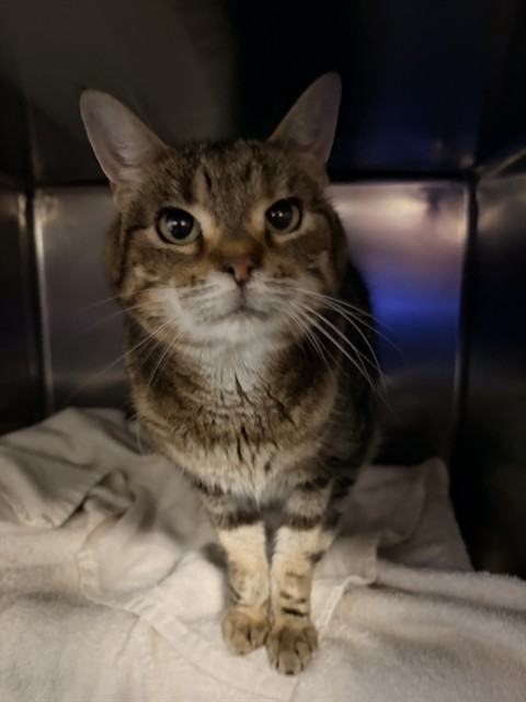 PetfindToronto's tweet photo. #CHURCHILL #YONGE Pls RT2unite #FOUND #CAT- 25-Sep-26 #Toronto Animal Services A1046394 #NORTH 416-338-8723 BRN TABBY TAN DSH F/9Yr https://t.co/Jkl6WKlPzk