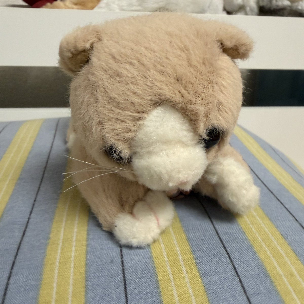 ama__ika's tweet photo. ぬいぐるみ紹介
⭐︎うめ子
少々警戒心が強く、おくびょうな性格、心を開くと表情が和らぐが、カメラが苦手。 https://t.co/m8tVkaO5rH
