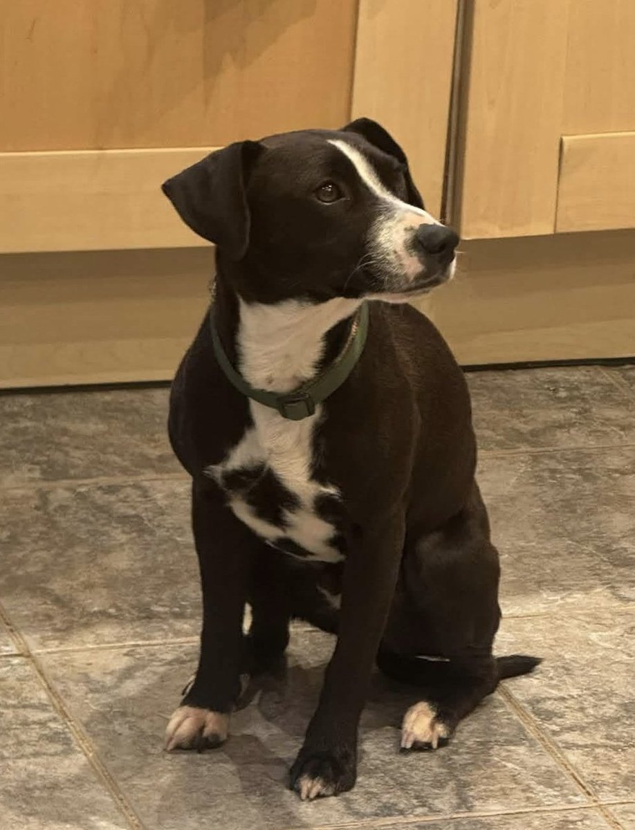 millypod1's tweet photo. 🆘22 SEPT 2026 #Lost Coco #ScanMe #STOLEN?? 
Staffordshire Bull Terrier Cross Male #STILLMISSING
Nervous Dog (do not chase) 
Chippenham Road in #Lyneham #Chippenham #Wiltshire #SN15 
https://t.co/BNZzPf2WUP https://t.co/lTWzdjO5W9