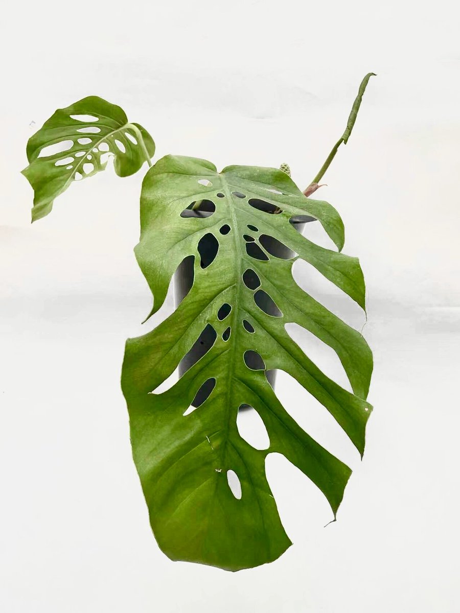 MollyGeorgxc's tweet photo. Tu monstera necesita luz indirecta y agua cuando la tierra esté seca No la sobre riegues!， https://t.co/4jZ4NOEnWx