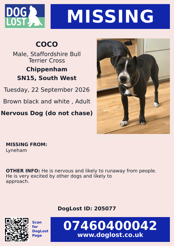 millypod1's tweet photo. 🆘22 SEPT 2026 #Lost Coco #ScanMe #STOLEN?? 
Staffordshire Bull Terrier Cross Male #STILLMISSING
Nervous Dog (do not chase) 
Chippenham Road in #Lyneham #Chippenham #Wiltshire #SN15 
https://t.co/BNZzPf2WUP https://t.co/lTWzdjO5W9