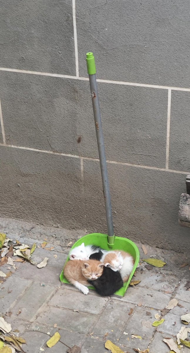 nocontextscats's tweet photo. Litters of cats https://t.co/VIbYYWvdCP