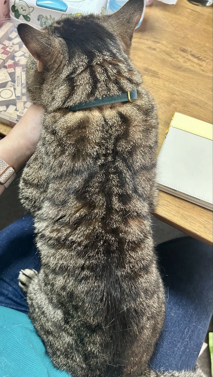 lovesholeokyo's tweet photo. 寝てる���
こんな机に上半身置いて手を枕にして寝るものなの？！
ふうちゃん🤣足かなり踏ん張ってると思うけど辛くないの？🤣
 #愛猫  #ブリティッシュショートヘア https://t.co/a5ASrlZoiX