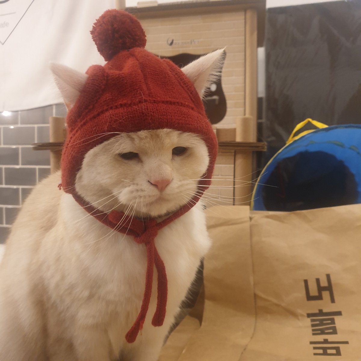 noming_s's tweet photo. 날이 점점 추워진다
우리 첫째가 군밤 팔러 나가야 하는 날이 다가오는 듯

군고구마 먹고싶댜 https://t.co/GhmUYjNSQG