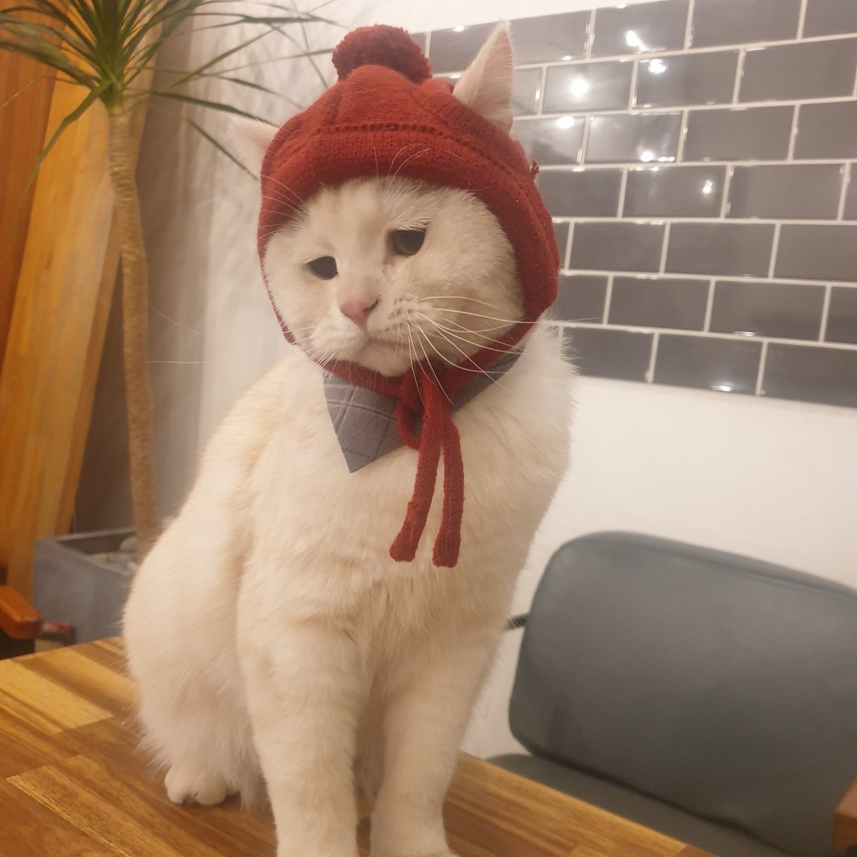 noming_s's tweet photo. 날이 점점 추워진다
우리 첫째가 군밤 팔러 나가야 하는 날이 다가오는 듯

군고구마 먹고싶댜 https://t.co/GhmUYjNSQG