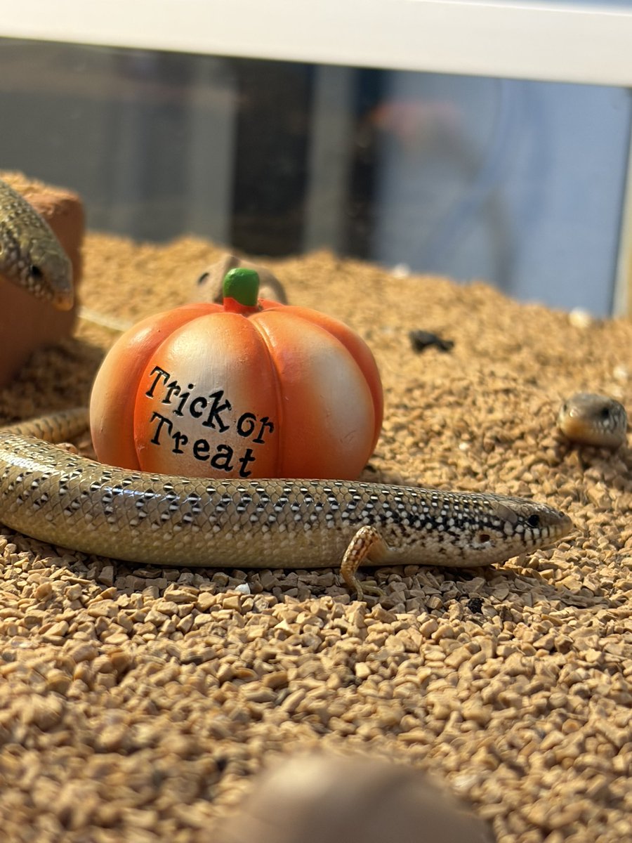 nxit71's tweet photo. 🎃 https://t.co/AVCK0XJud7