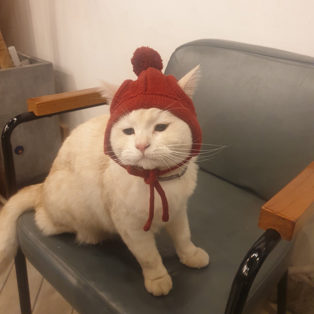 noming_s's tweet photo. 날이 점점 추워진다
우리 첫째가 군밤 팔러 나가야 하는 날이 다가오는 듯

군고구마 먹고싶댜 https://t.co/GhmUYjNSQG