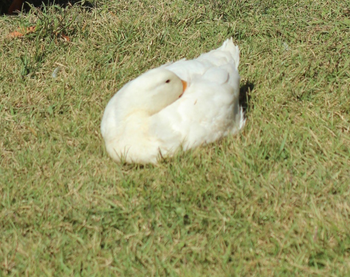 buwangbuwang's tweet photo. 폭닥한 오리들처럼
다들 포근한 밤 되세요. https://t.co/N5wfkwnqBy