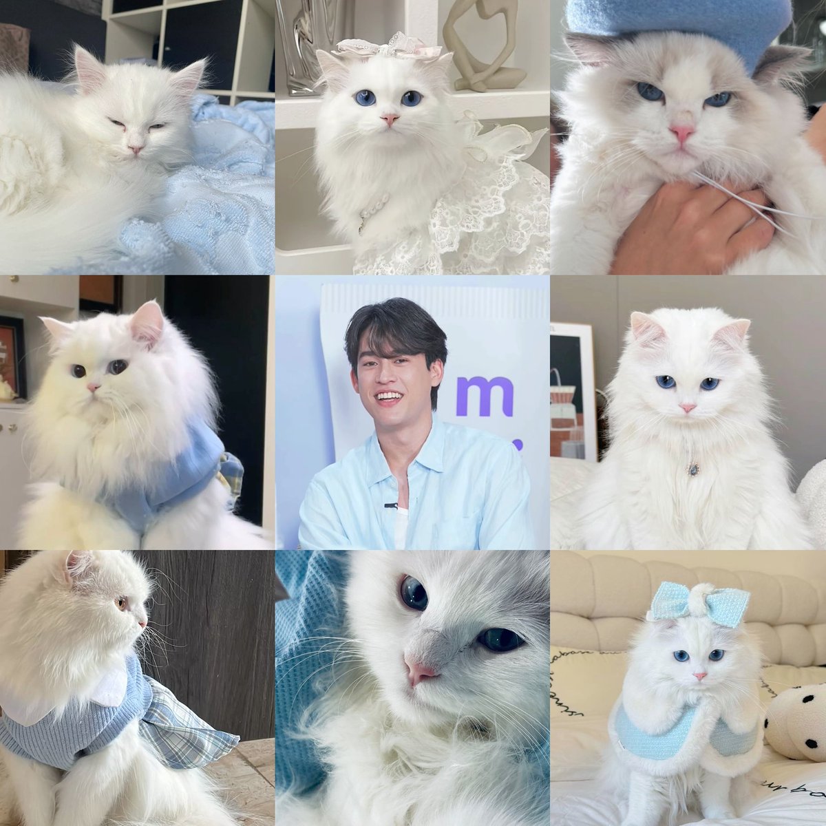 pawberrymelt's tweet photo. kitty blueberry 🐱🫐 https://t.co/ojSnadUp1s