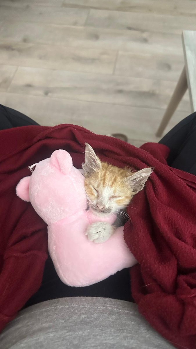 femine_bronte's tweet photo. Böyle bir bebek var; annesiz sokakta ağlarken bulundu. Bir aylık bile değil. Dişi ve bıyıklı. Gurul guru sevecen bir kedi. Size bu dünyada cenneti yaşatacak türden. O şanslı kişi siz olmak ister misiniz? İletişim: Ben https://t.co/p8fBcAsFyd