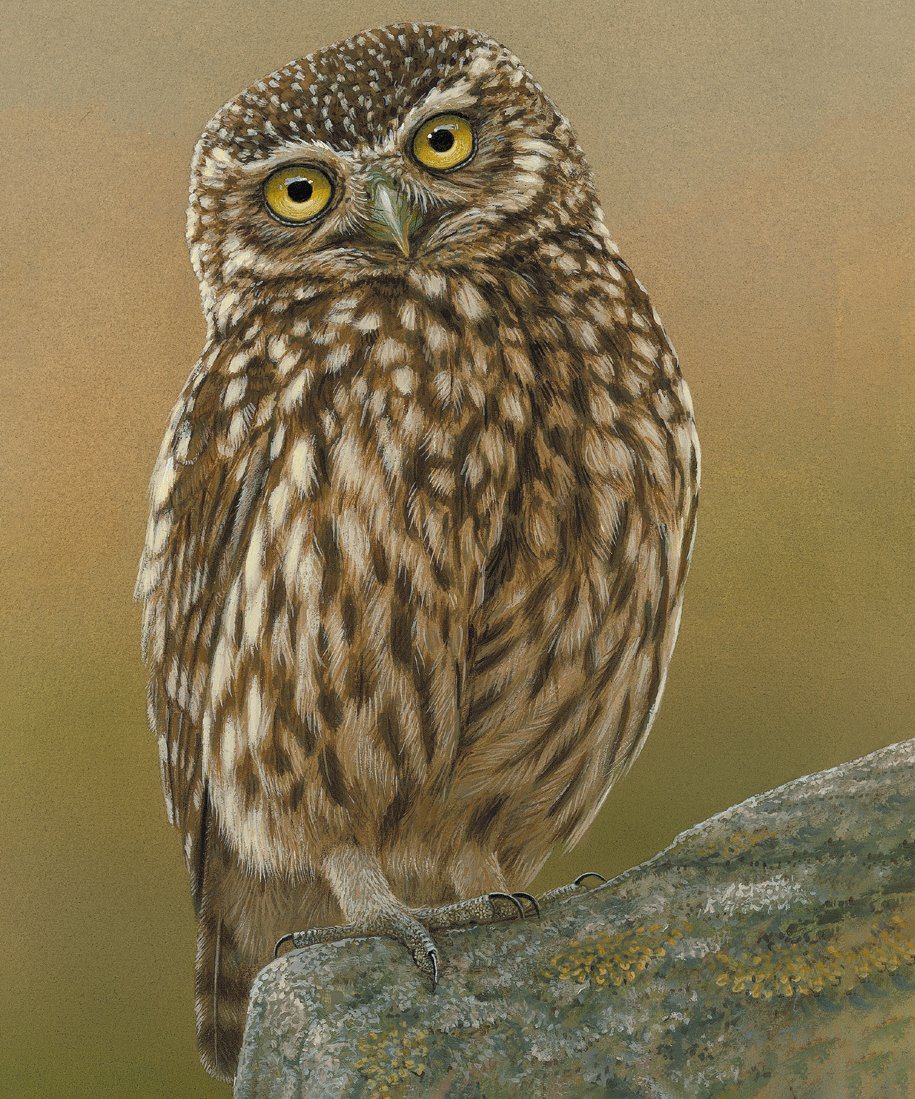 RobertEFuller's tweet photo. 👀 I've named my little owl painting 'Inquisitive Little Owl'  🖌️
#littleowl #owlpainting #wildlifeart #artrealism #robertefuller

https://t.co/X8FNUylxqI https://t.co/k7nwHE1V5q