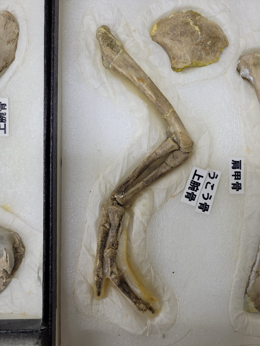 DoubleBeam's tweet photo. I swear I was gonna do a tyrannosaur #FossilFriday even before Tromerosaurus dropped! 😅

Each time I'm at the MIP, even I have to admire and drool over the 'baby' Tarbosaurus MPC-D 107/7. Check out the 'chicken wing'-sized articulated arm from this specimen!!!!🤩 https://t.co/OTX5a0wHa0