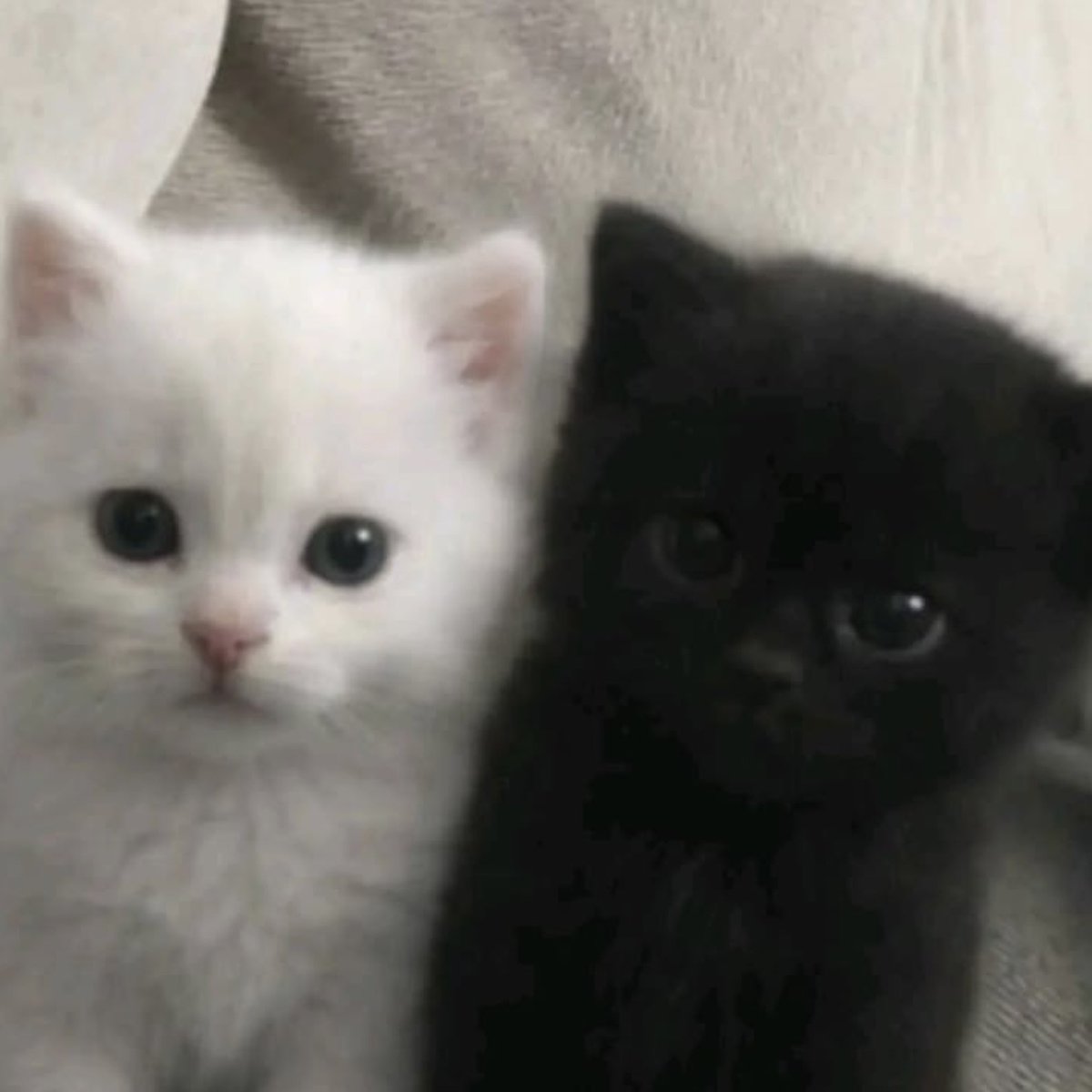 1unrpw's tweet photo. ตงเน้ เก๊ากับน้องเก๊าหนิ!🐈‍⬛🪽🤲🏻 https://t.co/2jPBZOYcR7