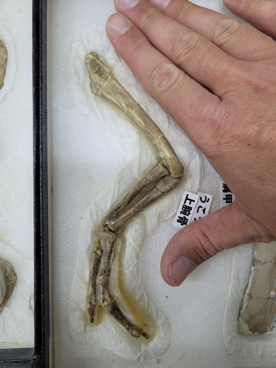 DoubleBeam's tweet photo. I swear I was gonna do a tyrannosaur #FossilFriday even before Tromerosaurus dropped! 😅

Each time I'm at the MIP, even I have to admire and drool over the 'baby' Tarbosaurus MPC-D 107/7. Check out the 'chicken wing'-sized articulated arm from this specimen!!!!🤩 https://t.co/OTX5a0wHa0