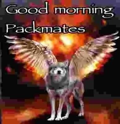 projecthailpup's tweet photo. good morning everypuppy!!!!! happy friyay!! 🥂🐶🎀 https://t.co/GLsEkAbub9