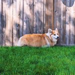 Photo by Kimchithecorgi (@kimchithecorgi)