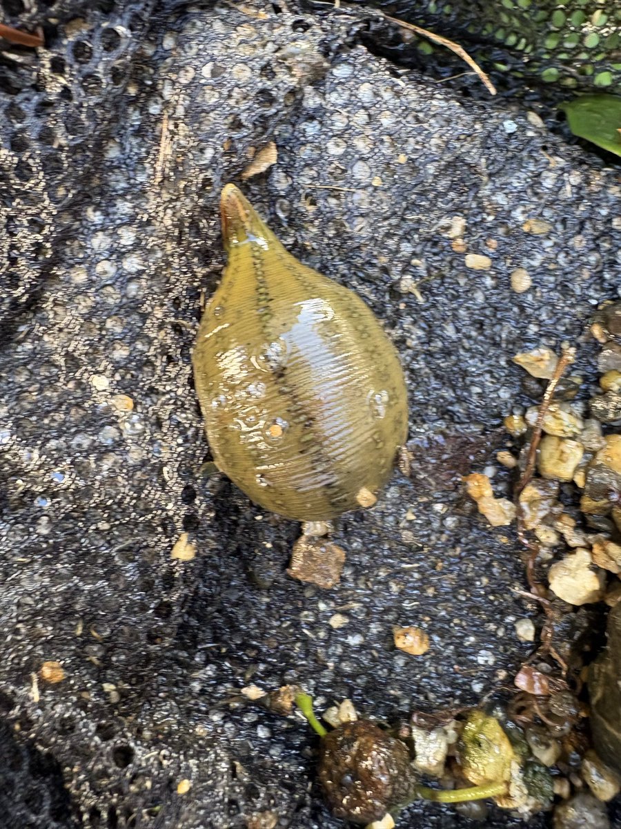 mipoyon's tweet photo. 今日のガサガサ。タウナギ？ほっそいねぇ♪あとプクってなるとかなり巨大なウマビル。この用水路では初めて見たわ！細長くなると10cm近くてでっかいなぁと。もう田んぼは稲刈りなので水は流れない。用水路は枯れるだけなので救える&amp;掬えるだけすくう！ドジョウもあとどれだけすくえるか。 https://t.co/LhqRrdIZ2V