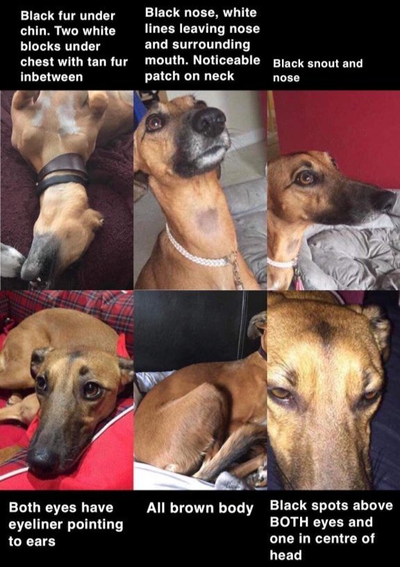 MissingPetsGB's tweet photo. Please help find Ruby 💔

Ruby went #missing while on a walk in Amersham #UK 5 May 2018

Her collar has never been found. No body has been found. She has never been scanned.

After all these years, what happened to Ruby?💔

Please share
someone may know something #findRubyfriday https://t.co/d6rlhuQT1N