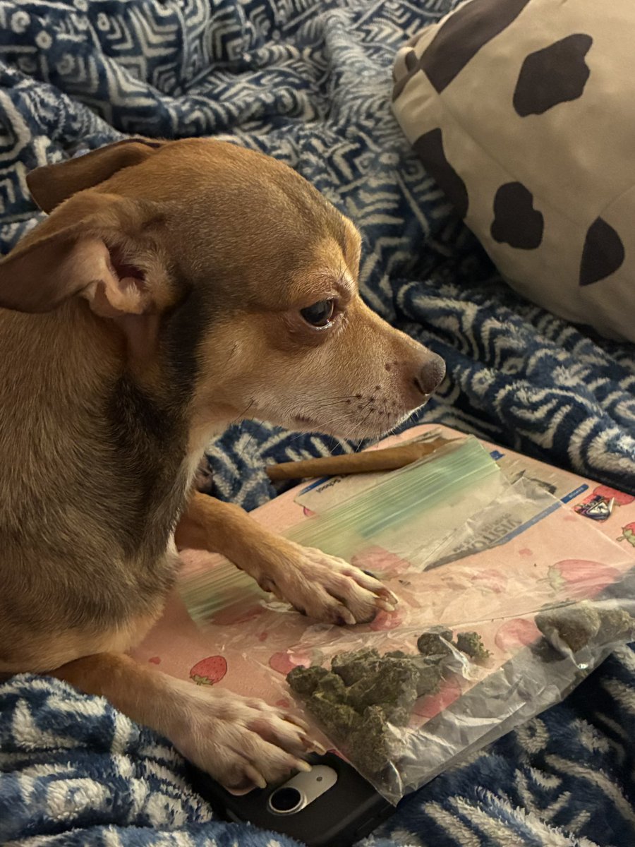 Fezscorner's tweet photo. Oso said his paw is feeling better and he’s on rolling duty today! https://t.co/b6FywT97ay