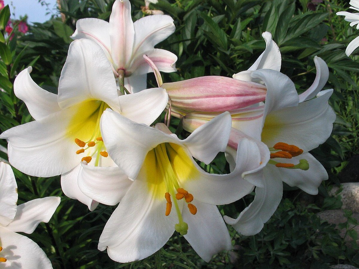 xavslittlelight's tweet photo. Day 2: Xavier and you as Flowers
Individually Xavier would be White Lily while Alex (me) would be White Champaca
White lily means purity, innocence, and rebirth
White champaca means joy, love, and light
#Xavier1016HappyBirthday
#31DaysofXavtober
#HappyOctovier https://t.co/sdTR2fqPAk