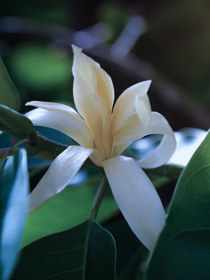 xavslittlelight's tweet photo. Day 2: Xavier and you as Flowers
Individually Xavier would be White Lily while Alex (me) would be White Champaca
White lily means purity, innocence, and rebirth
White champaca means joy, love, and light
#Xavier1016HappyBirthday
#31DaysofXavtober
#HappyOctovier https://t.co/sdTR2fqPAk