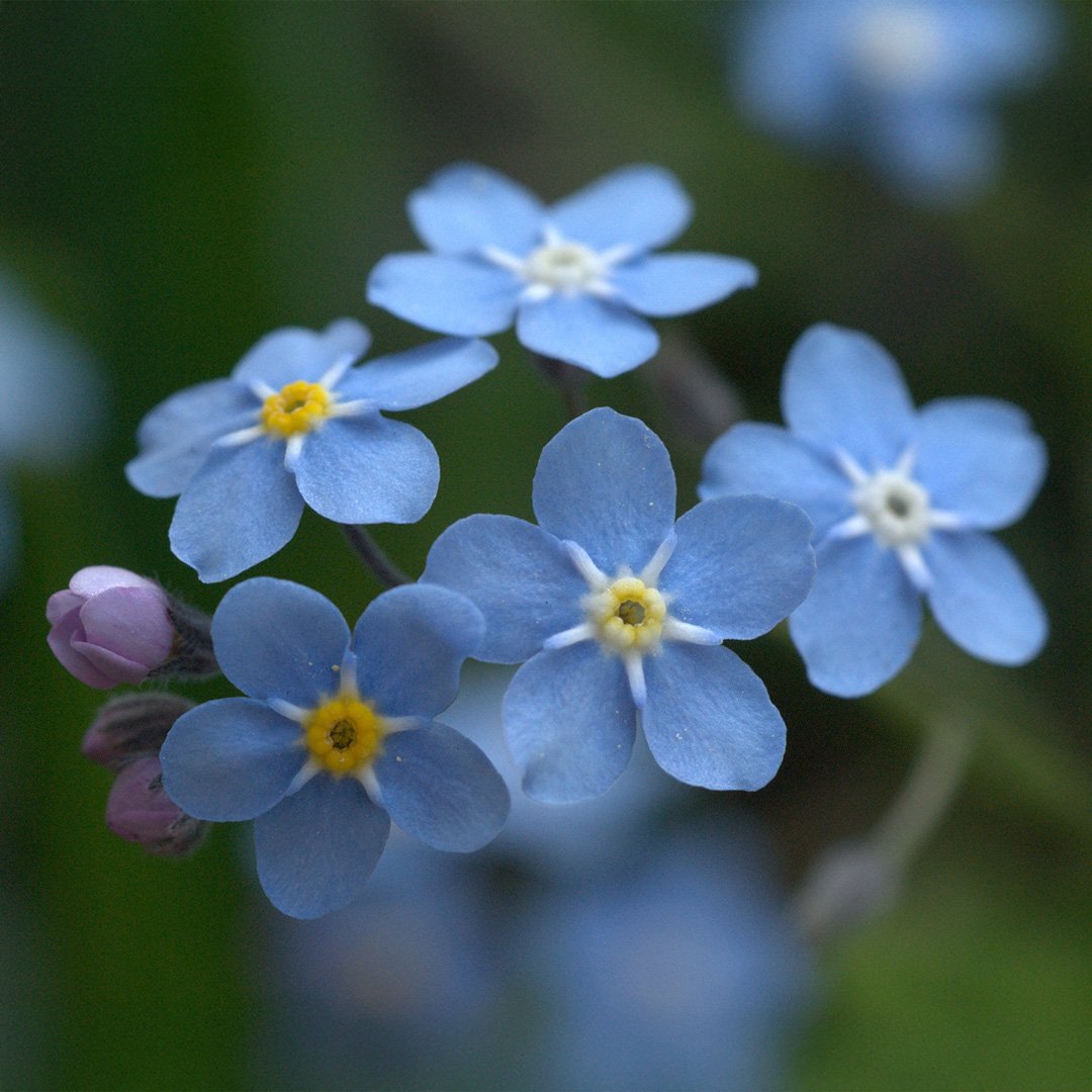 xavslittlelight's tweet photo. But of course #starflower would always be Forget-me-not
It is the symbol of true love, loyalty, rememberance, and hope https://t.co/NGGKz9ar5b