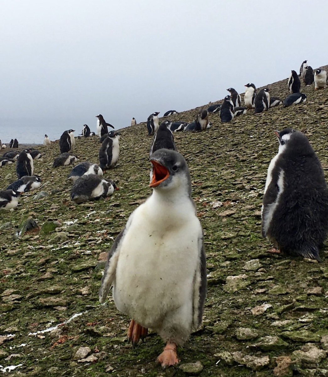 paperparrot_'s tweet photo. Scientists identified new penguins species for the first time in 100 years 

Scientists already knew the birds on the Kerguelen Islands. They just had them filed under gentoo. Whole genomes said otherwise. The southeastern gentoo, Pygoscelis kerguelensis, split off hundreds of thousands of years ago. You cannot see it. The DNA can. Internet called it a patch update. The last new penguin was named in 1921.