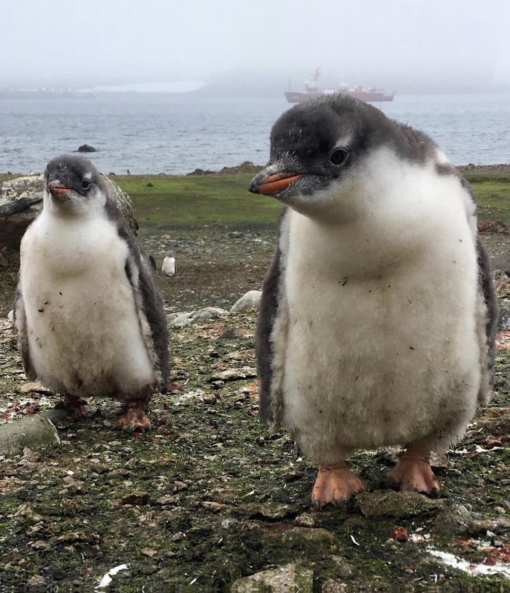 paperparrot_'s tweet photo. Scientists identified new penguins species for the first time in 100 years 

Scientists already knew the birds on the Kerguelen Islands. They just had them filed under gentoo. Whole genomes said otherwise. The southeastern gentoo, Pygoscelis kerguelensis, split off hundreds of thousands of years ago. You cannot see it. The DNA can. Internet called it a patch update. The last new penguin was named in 1921.