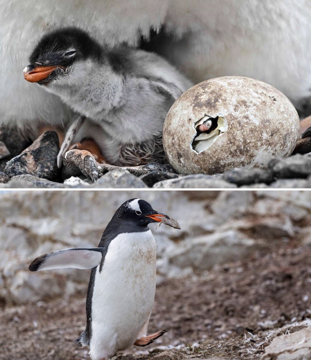 paperparrot_'s tweet photo. Scientists identified new penguins species for the first time in 100 years 

Scientists already knew the birds on the Kerguelen Islands. They just had them filed under gentoo. Whole genomes said otherwise. The southeastern gentoo, Pygoscelis kerguelensis, split off hundreds of thousands of years ago. You cannot see it. The DNA can. Internet called it a patch update. The last new penguin was named in 1921.
