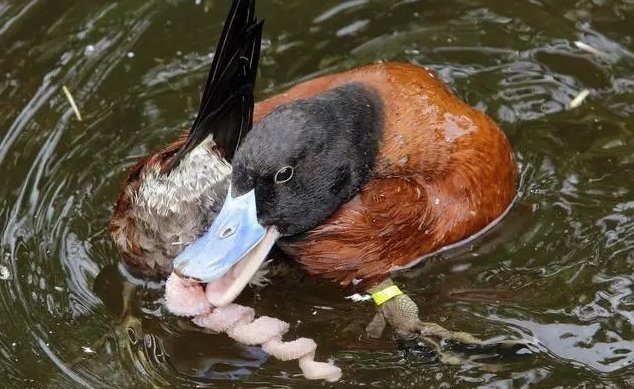 drexcrv6c3's tweet photo. [A quirky scene: a duck is clumsily dropping something, like it's trying to shake off a tedious, overly common vibe!]， https://t.co/Yezr5Ll3Th