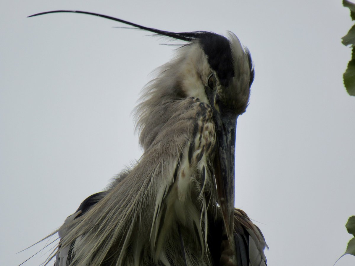 FirmBird's tweet photo. Damn girl who does your hair?? https://t.co/ZkukoSHHbS