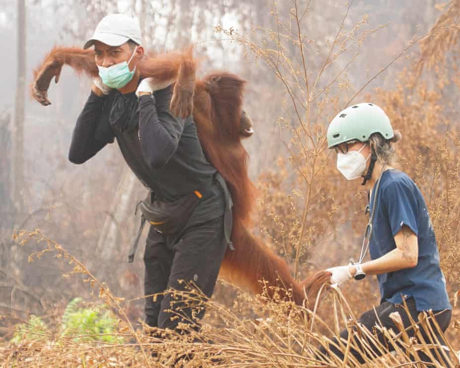 Orangutan rescued from wildfire affected area in Indonesia

The animal was found sheltering in a tree as wildfires affected parts of Ketapang, before rescuers b