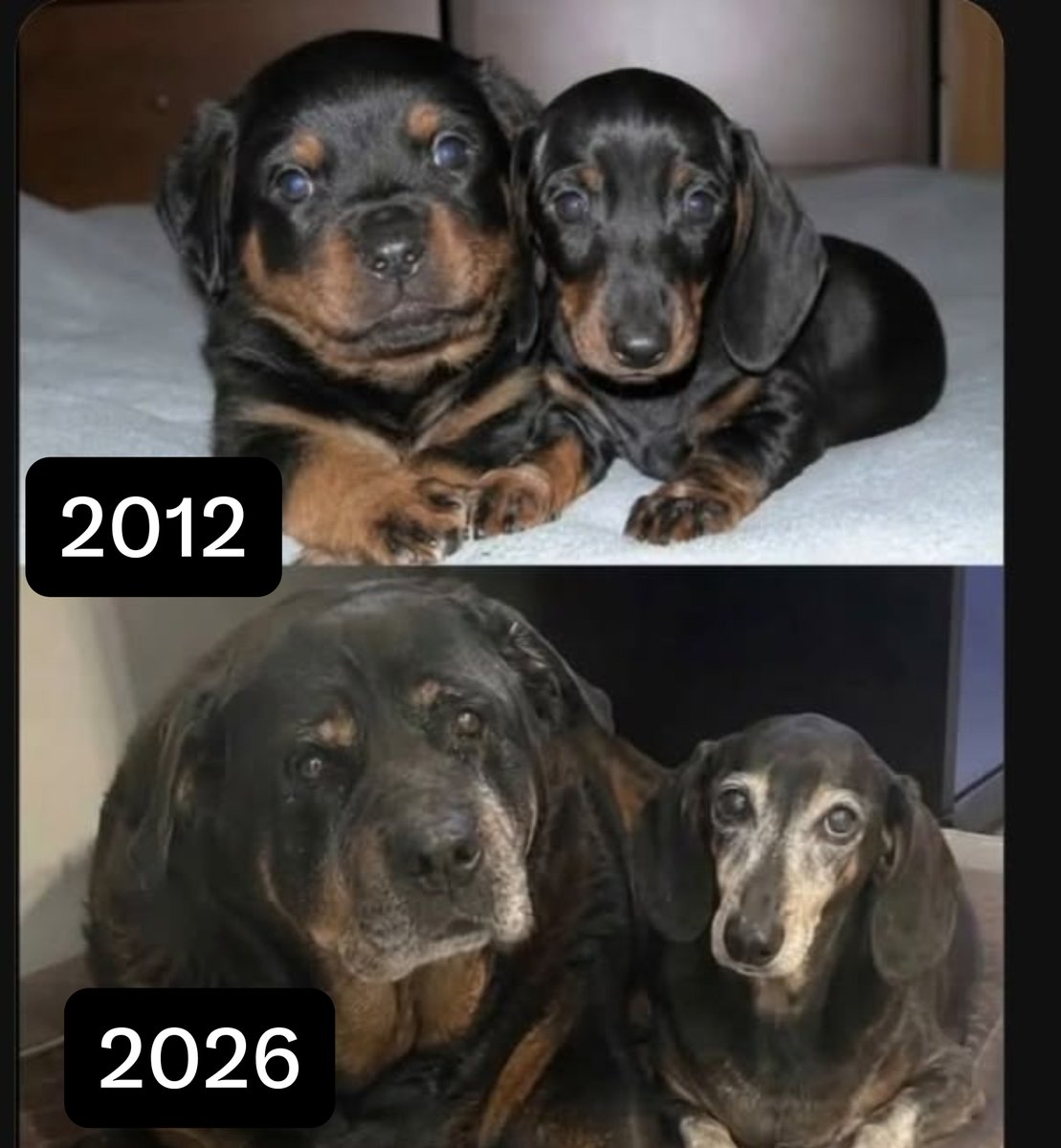 puppiesDoglover's tweet photo. https://t.co/x0tw85668z