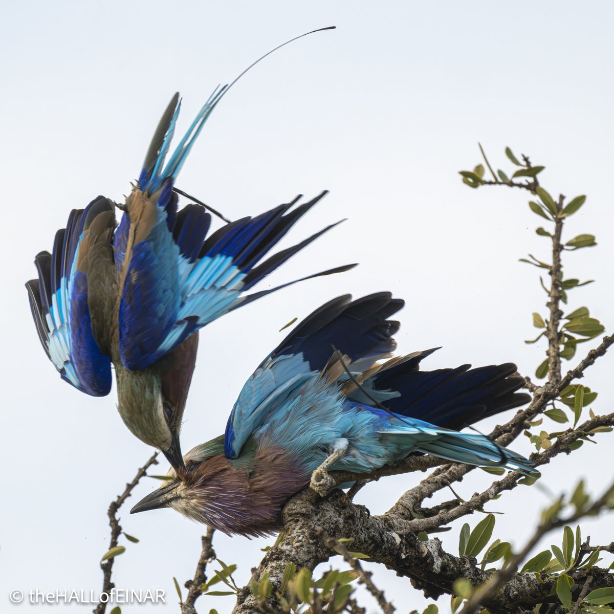 theHALLofEINAR's tweet photo. Sometimes there’s such an extraordinary moment and it seems impossible that you could have captured it.

Here's a dispute between Lilac-Breasted Rollers. They're the national bird of Kenya.

My image captures one just as it somersaults and pecks a rival in the face.

Incredible. https://t.co/liLJSzvCIR