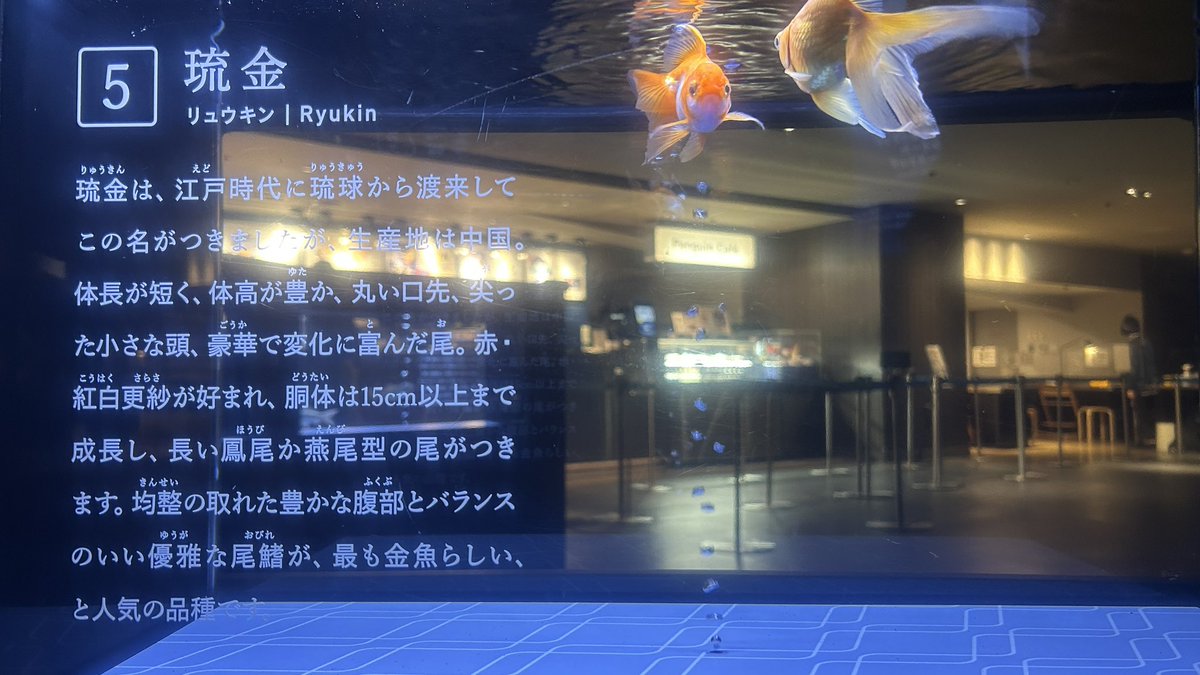 iR_2492's tweet photo. 東京行ったからすみだ水族館行ってきたよ🪼
金魚飼いたくなった^^; https://t.co/gGsfP4uwfZ