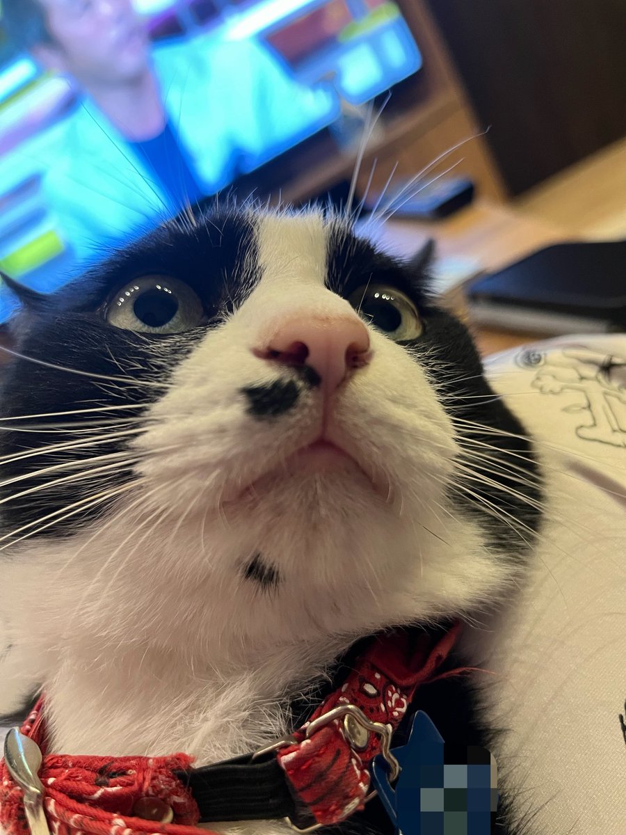 gu20241006's tweet photo. 埼玉県東松山市の迷子猫ハッチを探しています。
ハッチが迷子になったのが2年の10月でした。
ハッチのことを考えない日はなく、せめて元気でいてくれるよう祈るばかりですが、長期迷子のため情報もなかなかなく手詰まりの状況です。
拡散何卒よろしくお願いいたします。
#迷い猫 #迷子猫 #埼玉県 https://t.co/gpUFfZz8mo