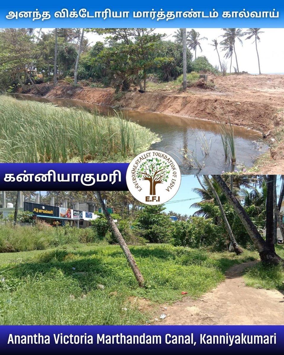 EFIVolunteer's tweet photo. #BlueGreenKanniyakumari is bringing new life to a section of the historic Anantha Victoria Marthandam Canal in Kanniyakumari.
Stay tuned for more updates from this historic canal!
#BlueGreenKanniyakumari #AnanthaVictoriaMarthandamCanal #WaterConservation #EFI #AVMCanal https://t.co/JoK5nhlgjK