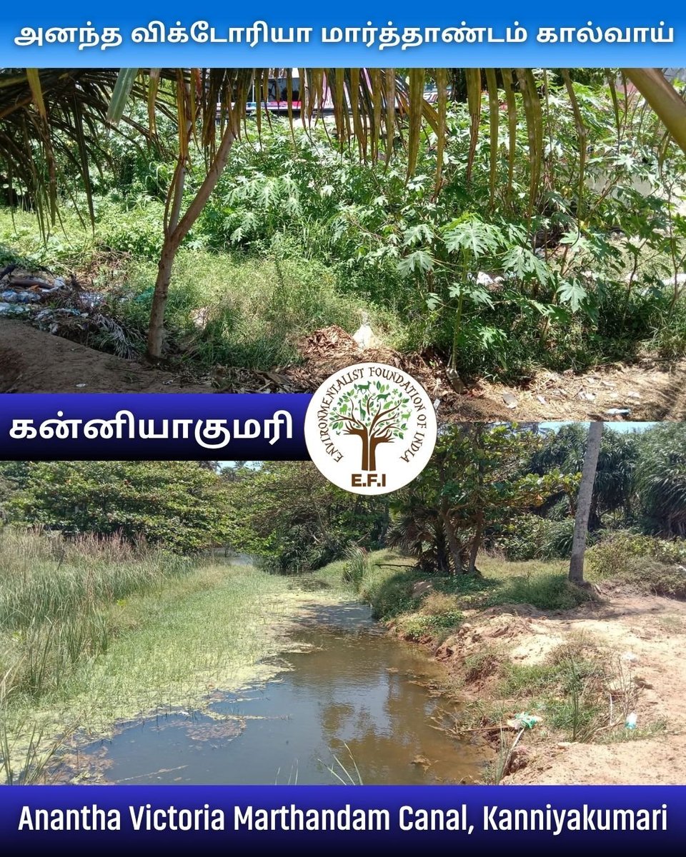 EFIVolunteer's tweet photo. #BlueGreenKanniyakumari is bringing new life to a section of the historic Anantha Victoria Marthandam Canal in Kanniyakumari.
Stay tuned for more updates from this historic canal!
#BlueGreenKanniyakumari #AnanthaVictoriaMarthandamCanal #WaterConservation #EFI #AVMCanal https://t.co/JoK5nhlgjK