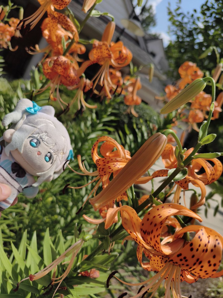 Cobatts's tweet photo. GOOD MORNING MINTO!!

happy Yuri Friday! 
the concert was awesome, boss. thanks for treating us on your birthday

can't believe I never posted the tiger lilies. I look forward to these ladies every year #MintoGo https://t.co/svkUdQxEMa