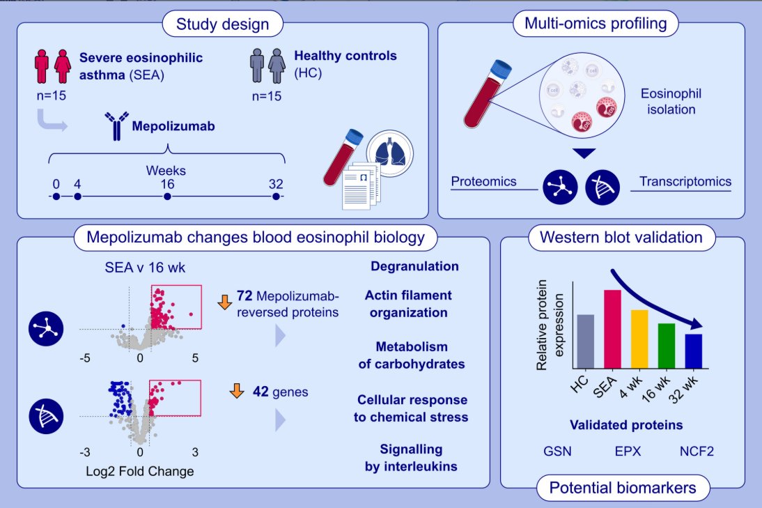 AllergyEaaci's tweet photo. Open Access: Mepolizumab Modifies Blood Eosinophil Proteome and Transcriptome in Severe Eosinophilic Asthma. First authors: Pablo Miguéns-Suárez, Sara Vázquez-Mera; corresponding author: Juan J. Nieto-Fontarigo

This study investigates the effect of mepolizumab on the proteomic and transcriptomic profile of blood eosinophils in severe eosinophilic asthma (SEA) patients. Mepolizumab reduces the migratory capacity and effector-related molecular signatures of circulating eosinophils in SEA patients. Selected proteins, including the western-blot validated gelsolin, neutrophil cytosolic factor 2 and eosinophil peroxidase, may serve as candidate biomarkers for monitoring response to therapy.
