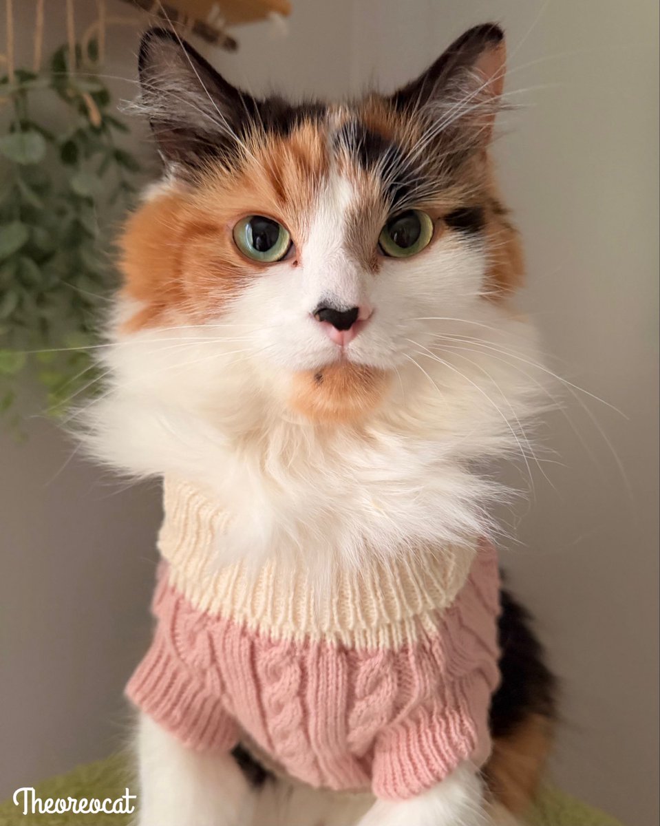 TheOreoCat's tweet photo. Good morning everypawdy,
Today is rainy again. My mom likes the rain. My Pudding doesn’t because he says it will wash all the stink away. I think he could use a little washing to be honest. 🐈💨
~ Olive 🫒 

#theoreocat https://t.co/wCCDyGRPN8