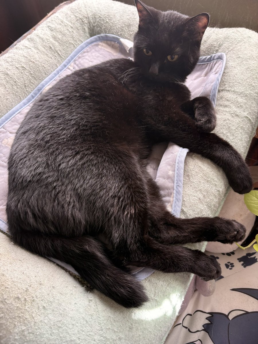 _airoon_'s tweet photo. まあうちの猫でもみてって https://t.co/6zIexymyFu