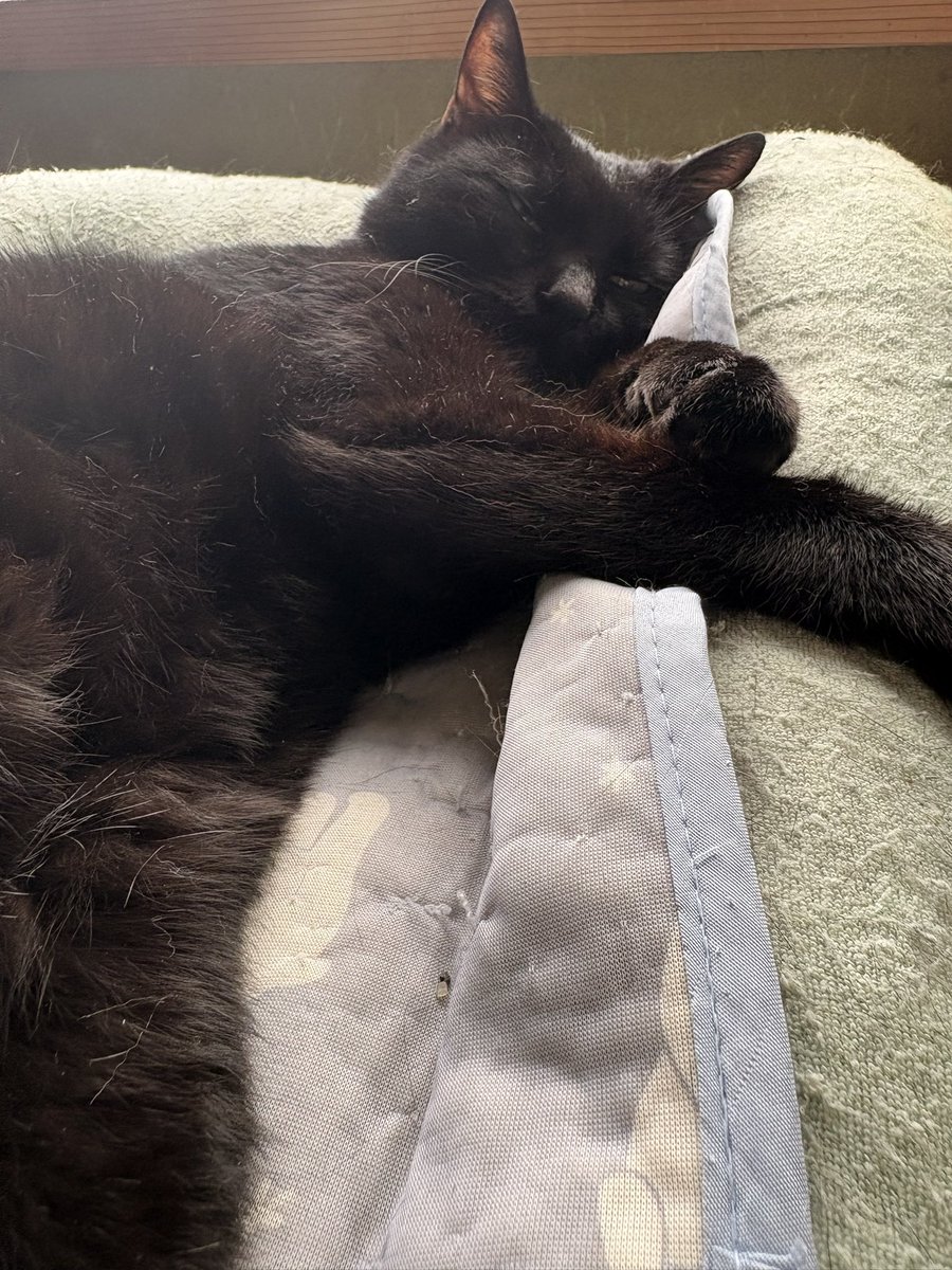 _airoon_'s tweet photo. まあうちの猫でもみてって https://t.co/6zIexymyFu