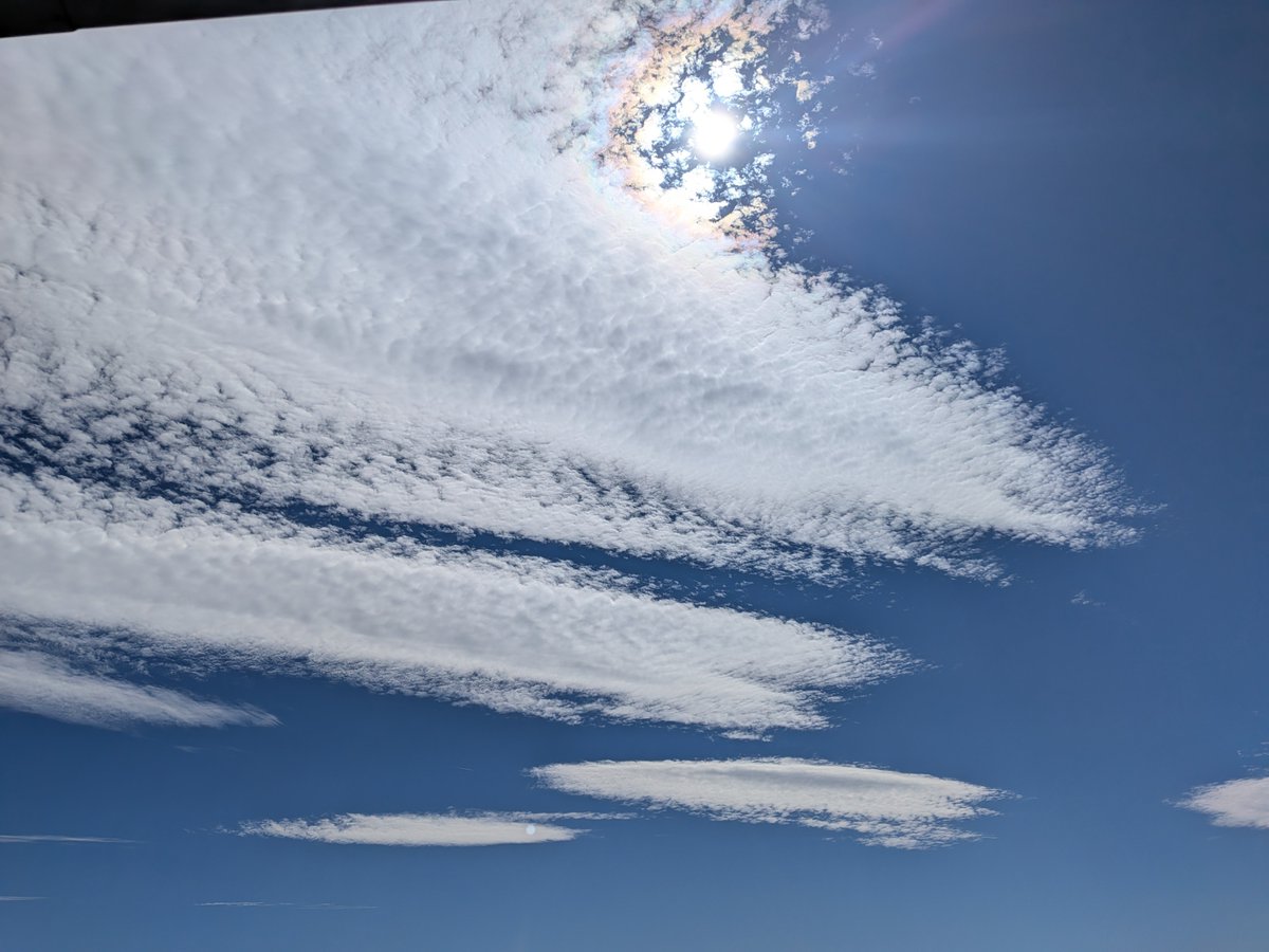 beheseizin's tweet photo. 風は涼しかったけど日差しが強かった。
でもやっぱり秋。
空も秋。ハイビスカスも朝顔より小さく咲いた。
夏のハイビスカスは閉じたら翌日には落下するのに、2日経っても落ちない。
そして小さな蕾がまたそこにある🌺 https://t.co/ZW0aGHrjV6