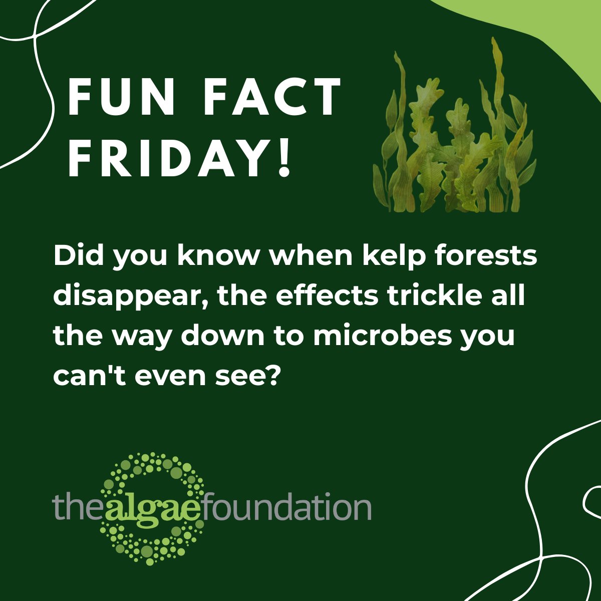 AlgaeFoundation's tweet photo. Fun Fact Friday! 🌿 Did you know when kelp forests disappear, the effects go the way down to their microbes? In Maine, kelp are being replaced by mats of turf algae as waters warm. Researchers found that this shift also transforms microbial communities. https://t.co/9ADC6ZeSTj https://t.co/QzO8kdAKnh